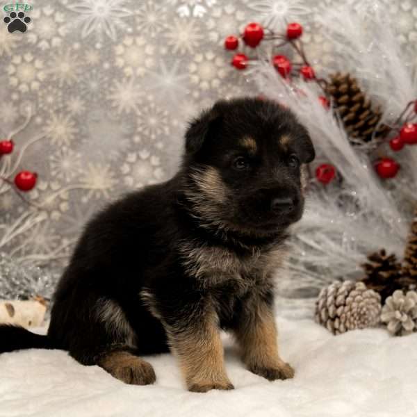Belle, German Shepherd Puppy